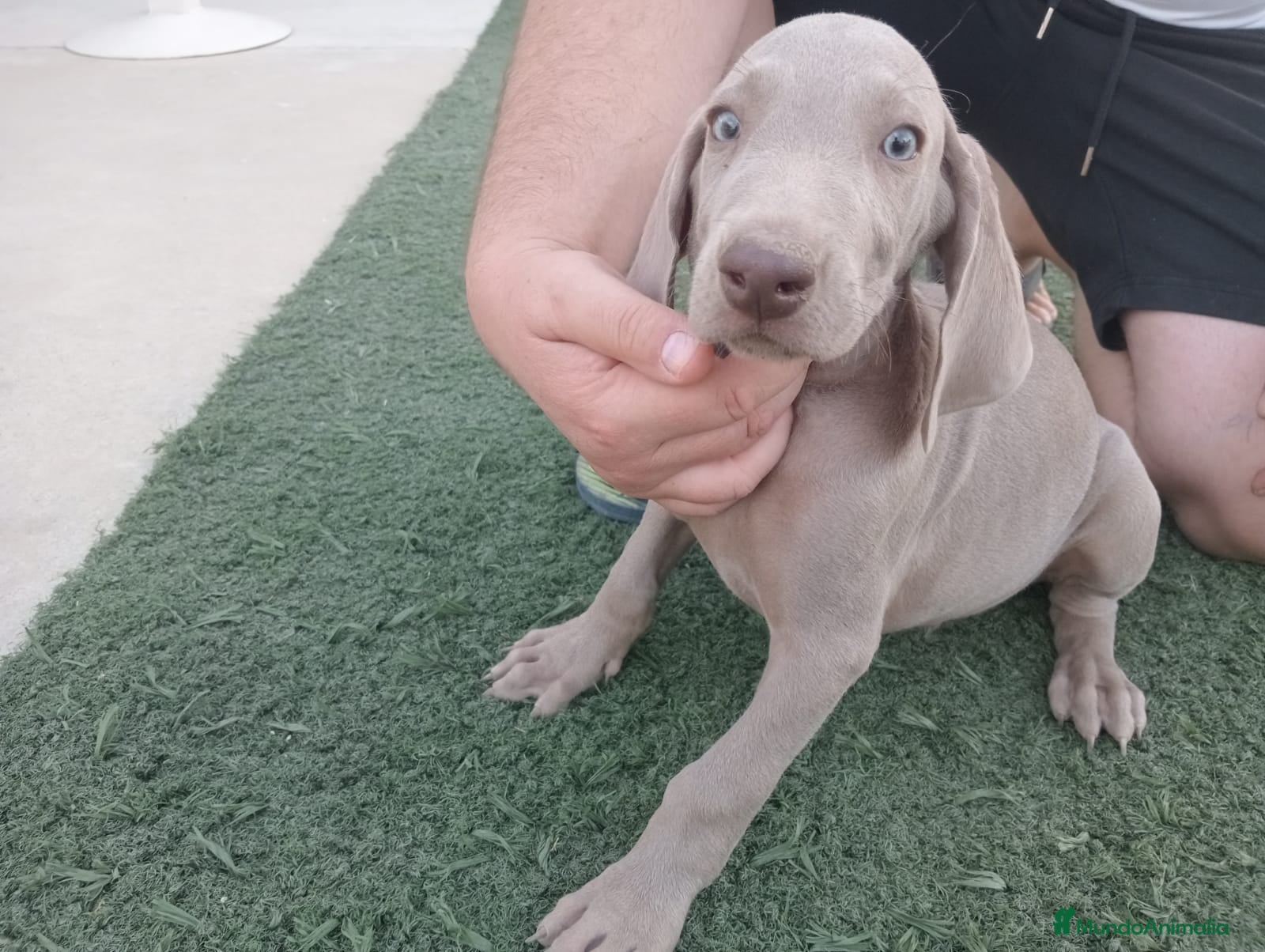 Weimaraner perros Bracos de Weimar ## - Anuncio 1