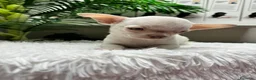 Chihuahua perros en venta: CHIHUAHUA MACHO-OJOS AZULES - Anuncio 7