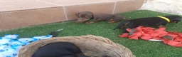 Teckel perros en venta: Teckel miniatura chocolate  - Anuncio 3