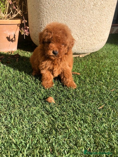 Imagen de galería {{count}}