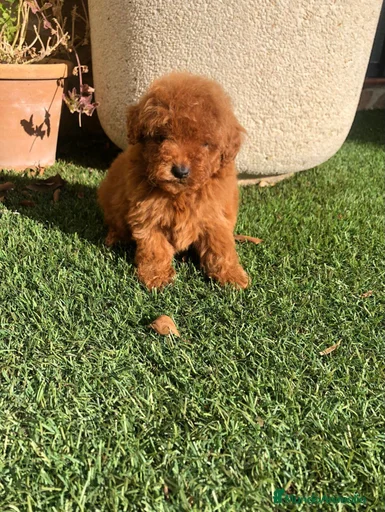 Imagen de galería {{count}}