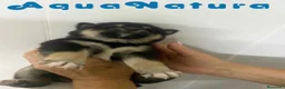 Shiba Inu perros en venta: Shiba Inu Hembra 1 de Marsi y Simbad AQUANATURA - Anuncio 9
