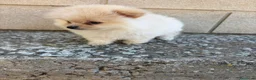 Pomerania perros en venta: Pomerania mini toy - Anuncio 4