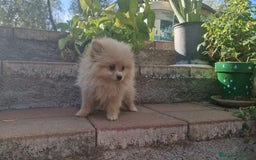 Pomerania perros en venta: Pomerania 50% línea rusa - Imagen 10