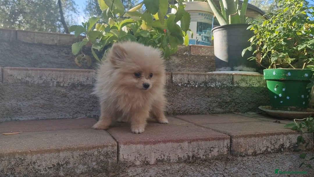 Pomerania perros en venta: Pomerania 50% línea rusa - Imagen 10
