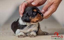 Épagneul Breton perros en venta: DeAbelK3-Epagneul Bretón - www.spanielsbreton.com en Albacete - Imagen 1