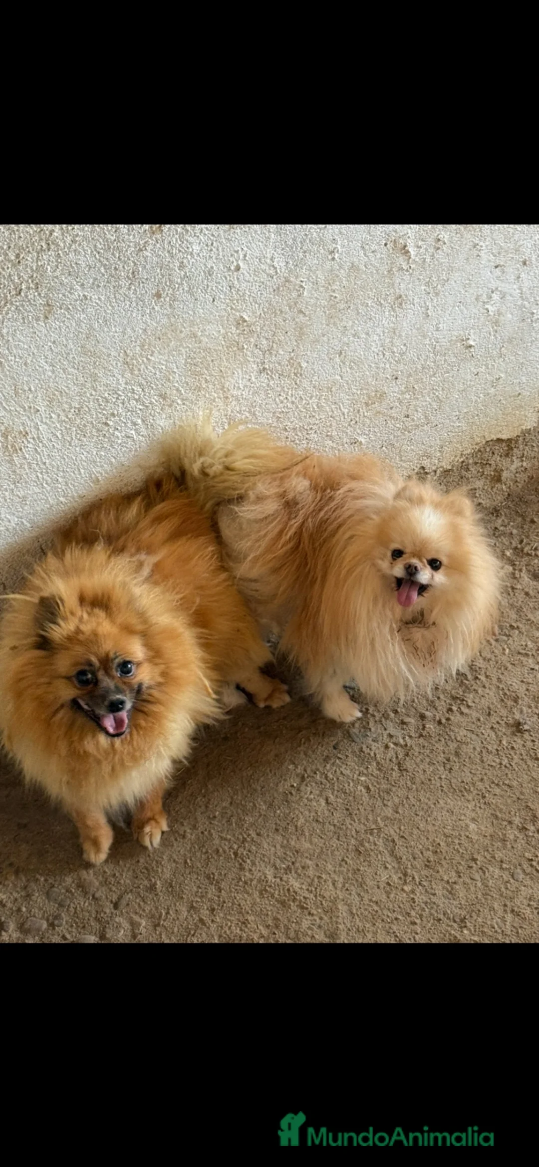 Pomerania perros en venta: Pomerania - Anuncio 1