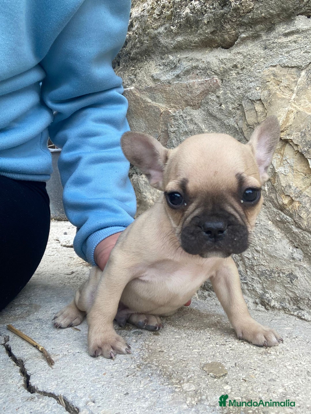 Bulldog Francés perros en venta: Bulldog frances - Imagen 4