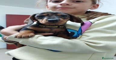 Teckel Miniatura perros - Anuncio 10