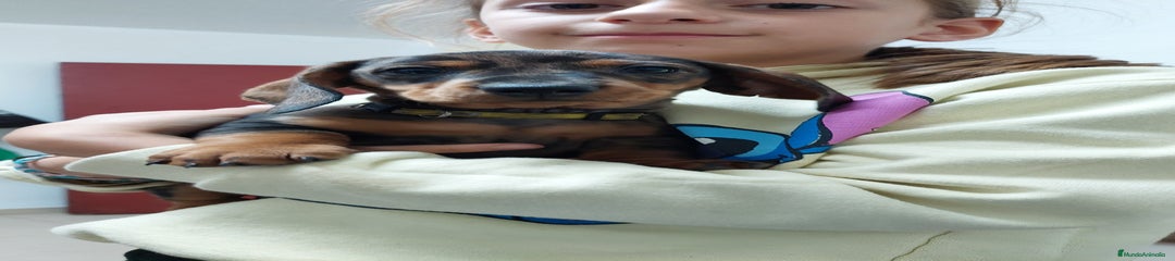 Teckel Miniatura Cachorro 1