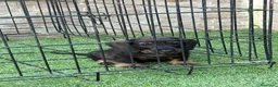 Teckel Miniatura perros en venta: Cachorros teckel mini pelo duro  - Anuncio 2