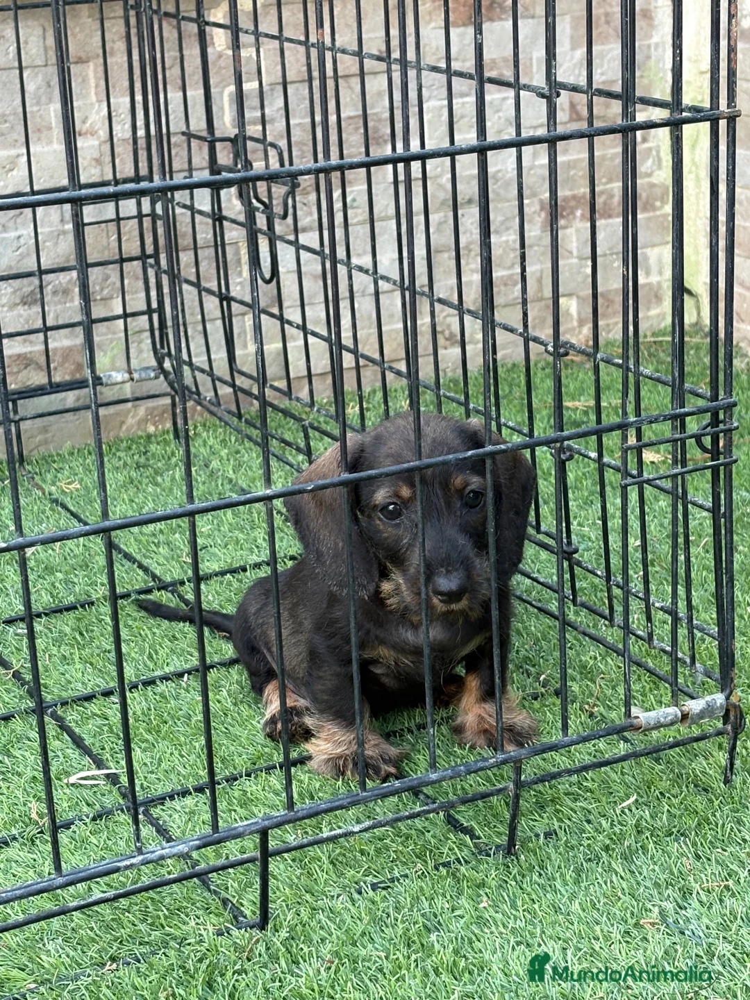 Teckel Miniatura perros en venta: Cachorros teckel mini pelo duro  - Anuncio 2