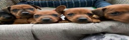 Pinscher Miniatura perros en venta: PINSCHER MADRID !!! - Anuncio 6