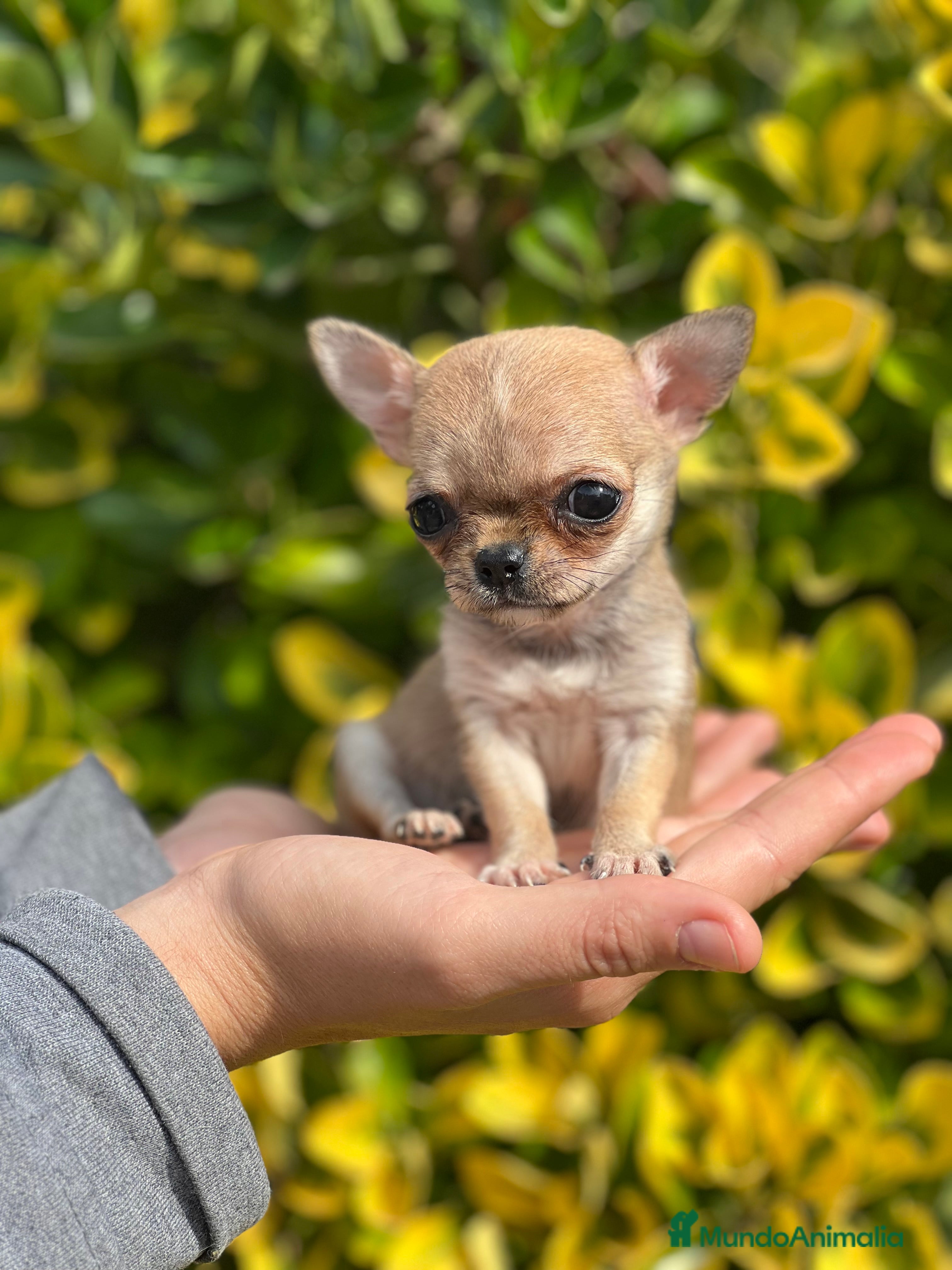 Chihuahua perros Chihuahua Microtoy  - Anuncio 30