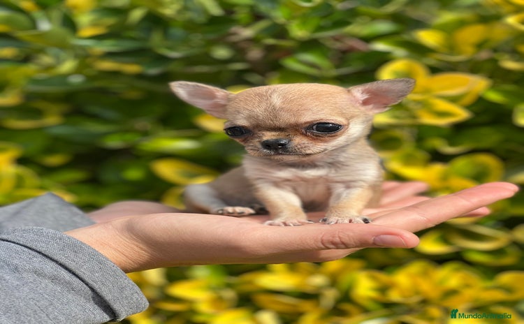 Chihuahua perros - Anuncio 9