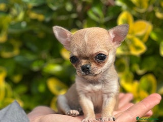 Chihuahua perros - Anuncio 4