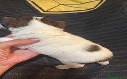 Chihuahua perros en venta: Chihuahua toy rusos - Imagen 4