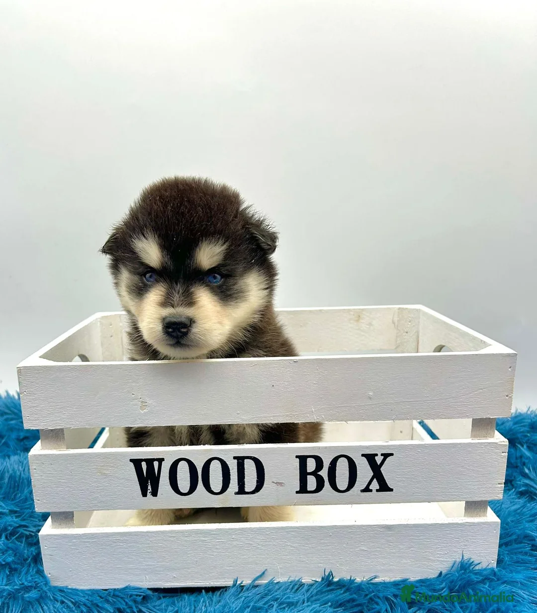 Pomsky perros en venta: POMSKY - Anuncio 1