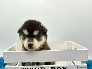 Pomsky perros POMSKY - Anuncio 5