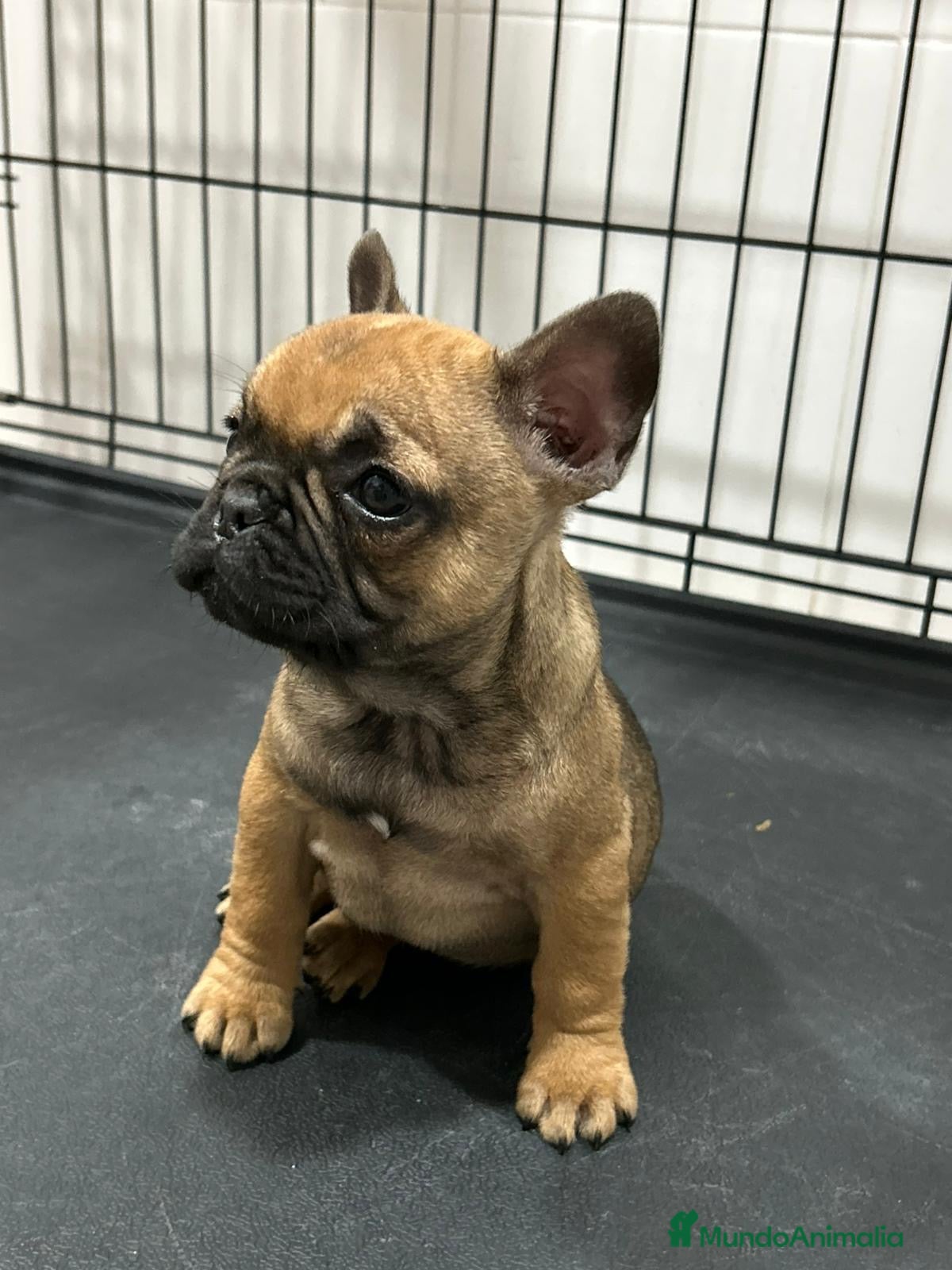 Bulldog Francés perros Cachorra bulldog francés  - Anuncio 3