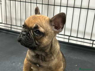 Bulldog Francés perros Cachorra bulldog francés - Anuncio 3