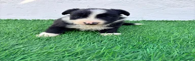 Border Collie 1