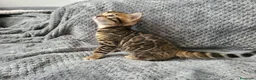 Bengalí gatos en venta: Camada Bengalí spotted - Anuncio 4