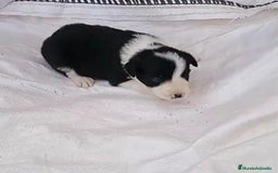 Border Collie perros en venta: Border collie  - Imagen 11