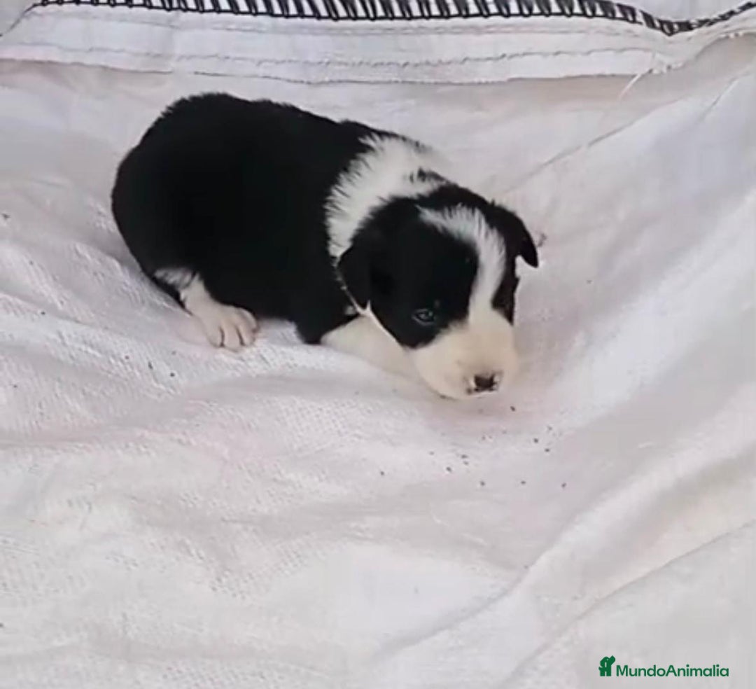 Border Collie perros en venta: Border collie  - Imagen 11