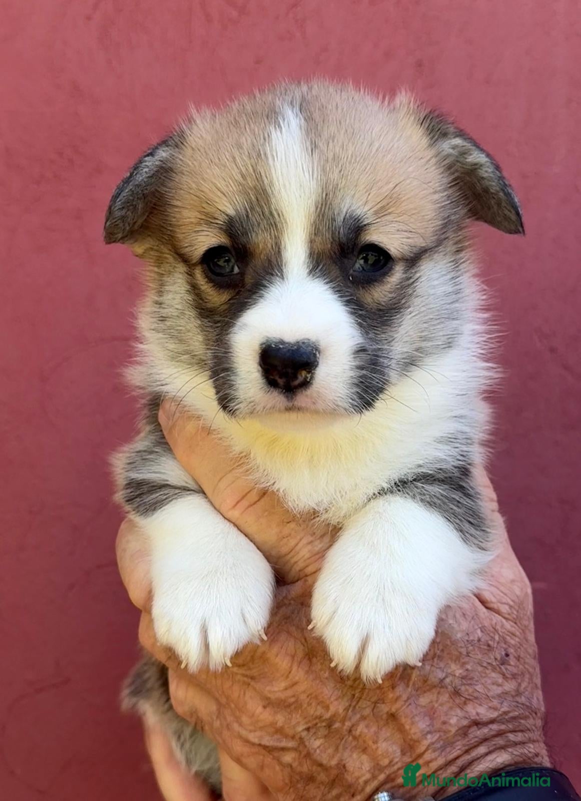Welsh Corgi Pembroke perros Corgi Pembroke Valencia Madrid Barcelona pedigree - Anuncio 2