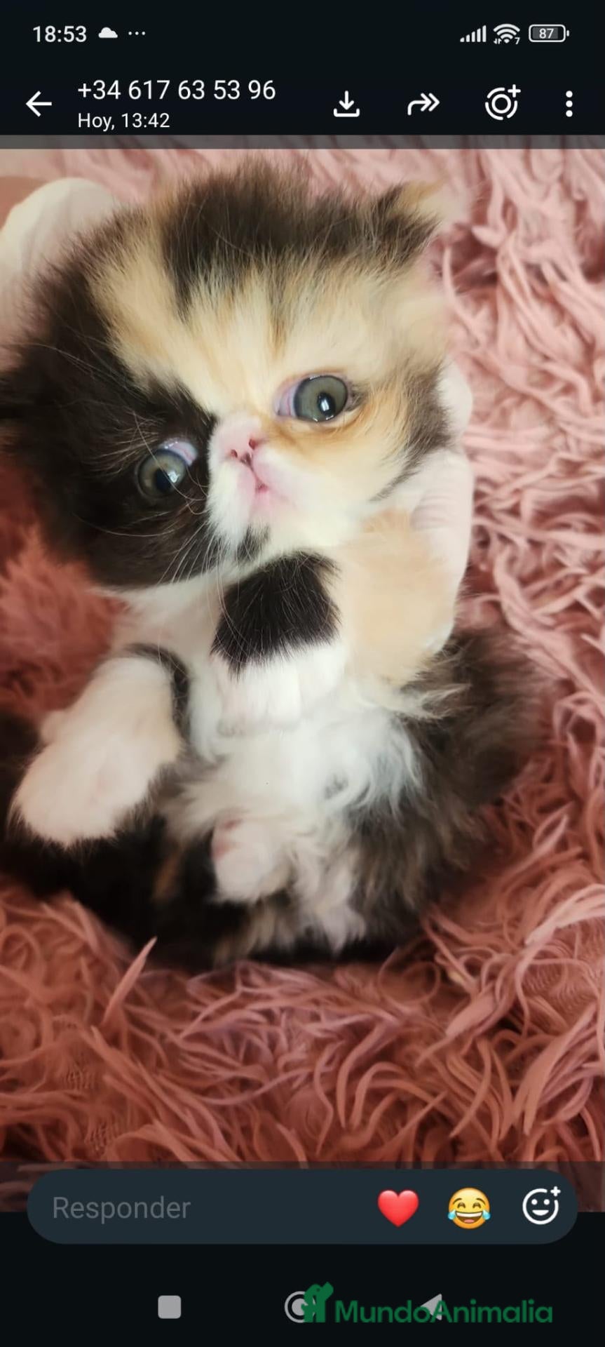Persa gatos Hembra de persa tricolor - Anuncio 1