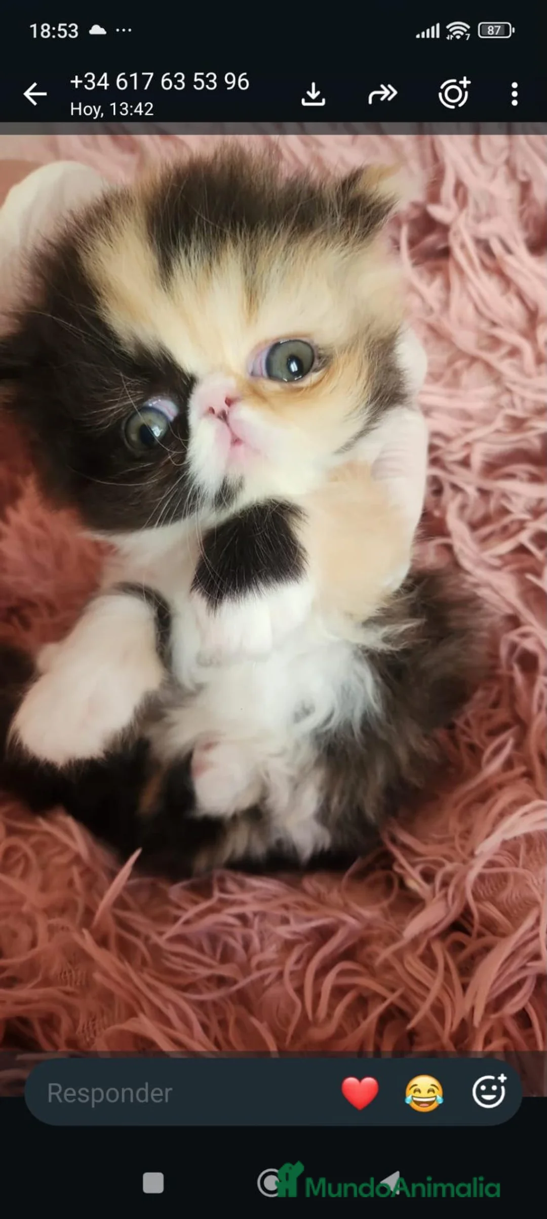Persa gatos en venta: Hembra de persa tricolor - Anuncio 1