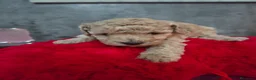 Caniche Toy perros en venta: Impresionantes caniches toy - Anuncio 12