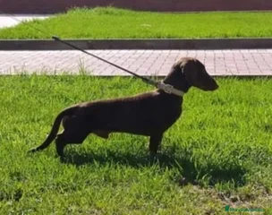 Ron