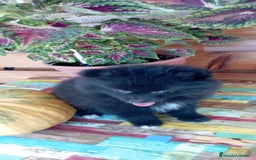 Pomerania perros en venta: Pomerania cachorro - Imagen 5