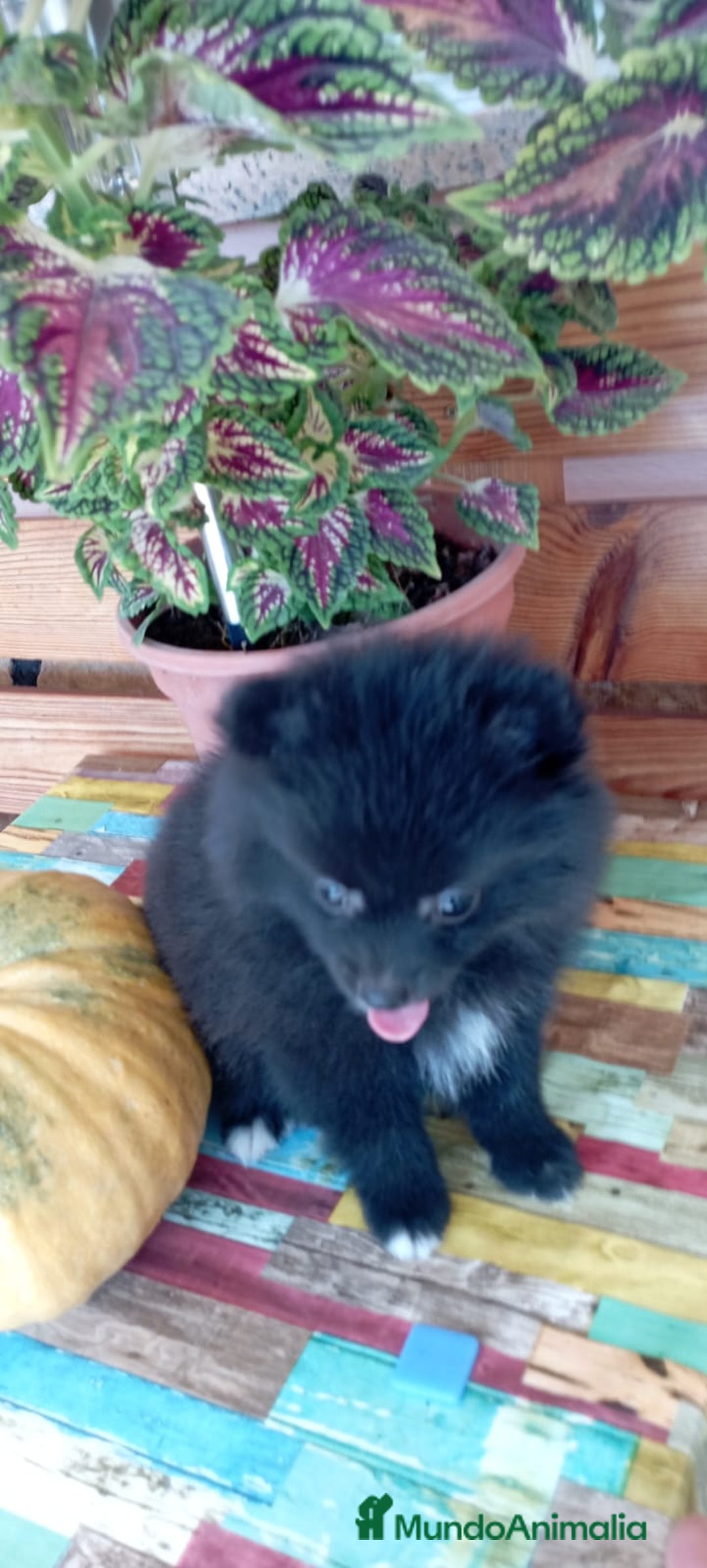 Pomerania perros en venta: Pomerania cachorro - Imagen 5