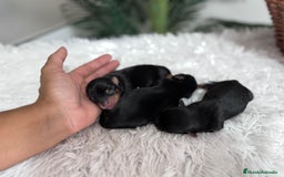 Yorkshire Terrier perros en venta: YORKSHIRE TERRIER - Imagen 6