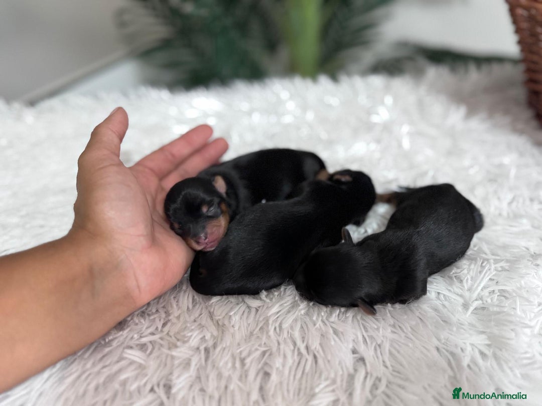 Yorkshire Terrier perros en venta: YORKSHIRE TERRIER - Imagen 6