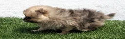 Pomerania perros en venta: Pomerania - Anuncio 6
