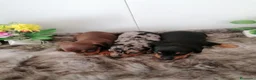 Teckel perros en venta: Preciosa camada de teckel  - Anuncio 3