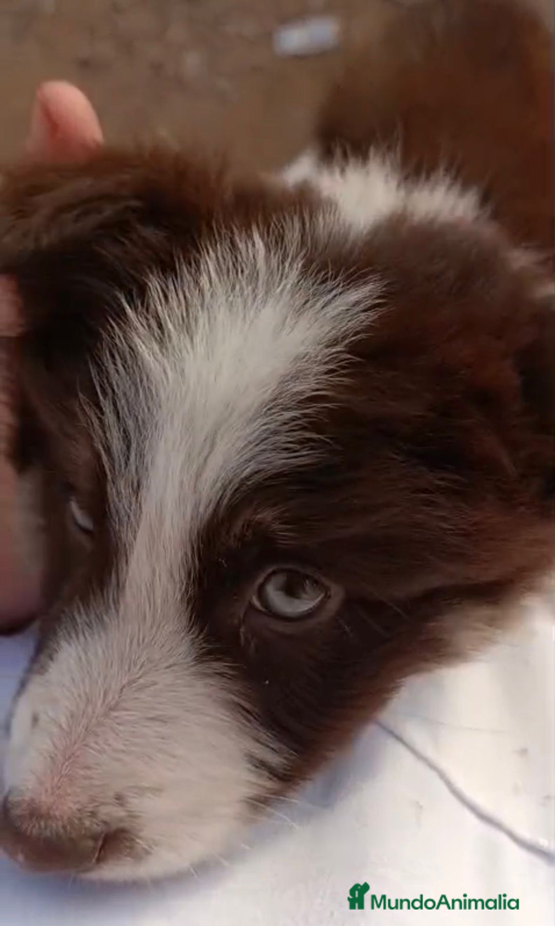 Border Collie perros en venta: Border collie tricolor chocolate  - Anuncio 3