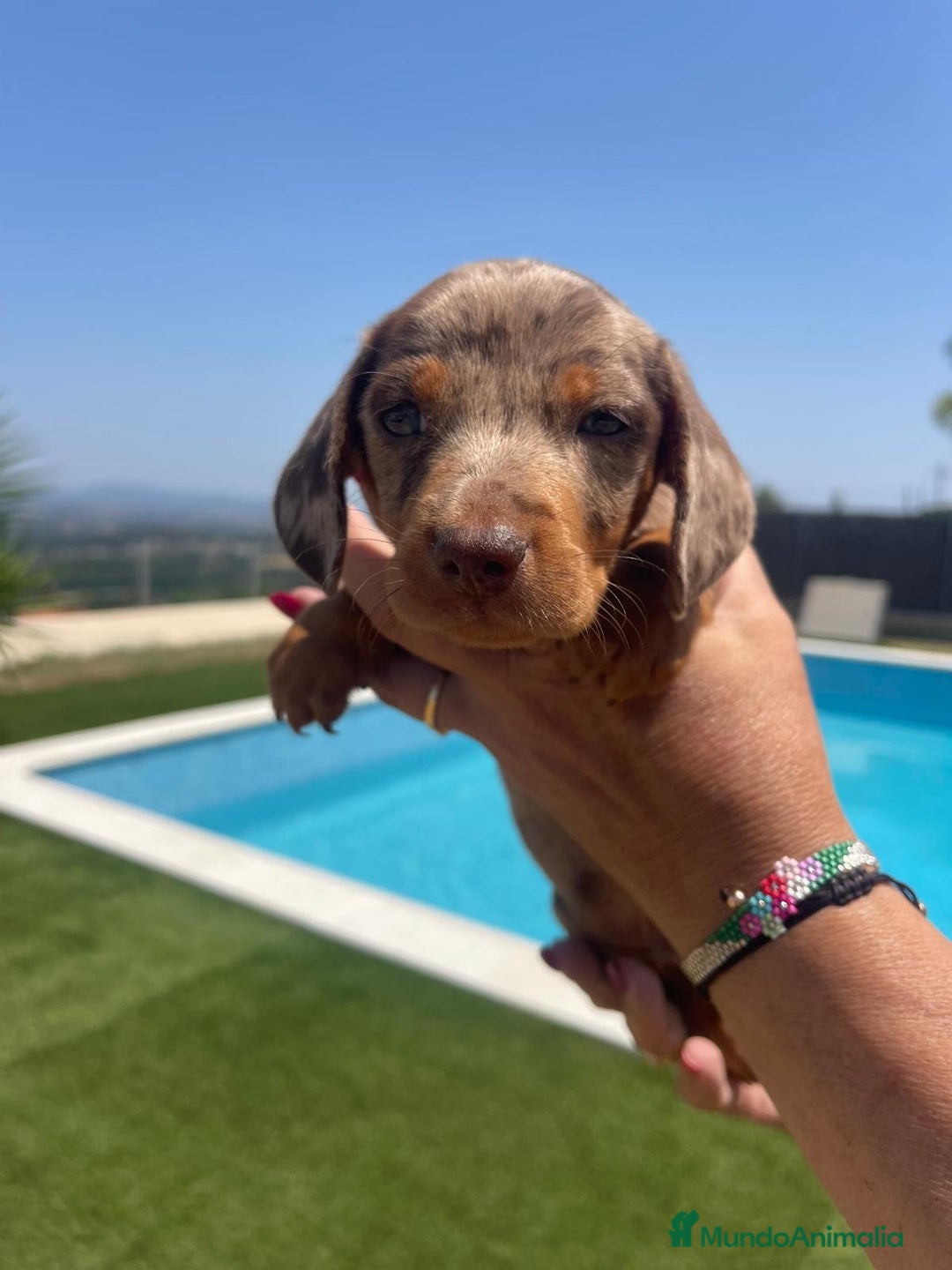 Teckel Miniatura perros en venta: Teckel chocolate miniatura - Anuncio 2