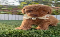 Caniche Toy perros en venta: CANICHE TOY EN SEVILLA, ENVIO A TODA ESPAÑA - Imagen 2