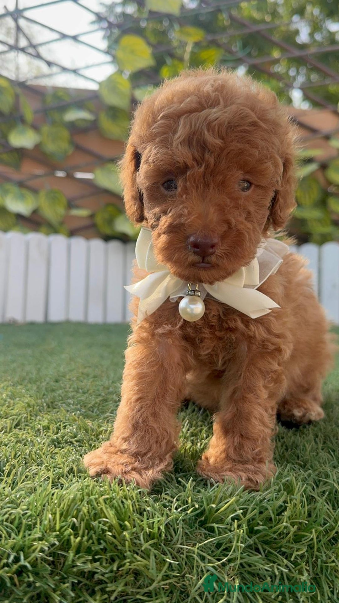 Caniche Toy perros en venta: CANICHE TOY EN SEVILLA, ENVIO A TODA ESPAÑA - Imagen 2