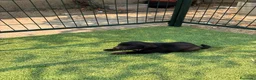 Labrador Retriever perros en venta: LABRADOR - Anuncio 13