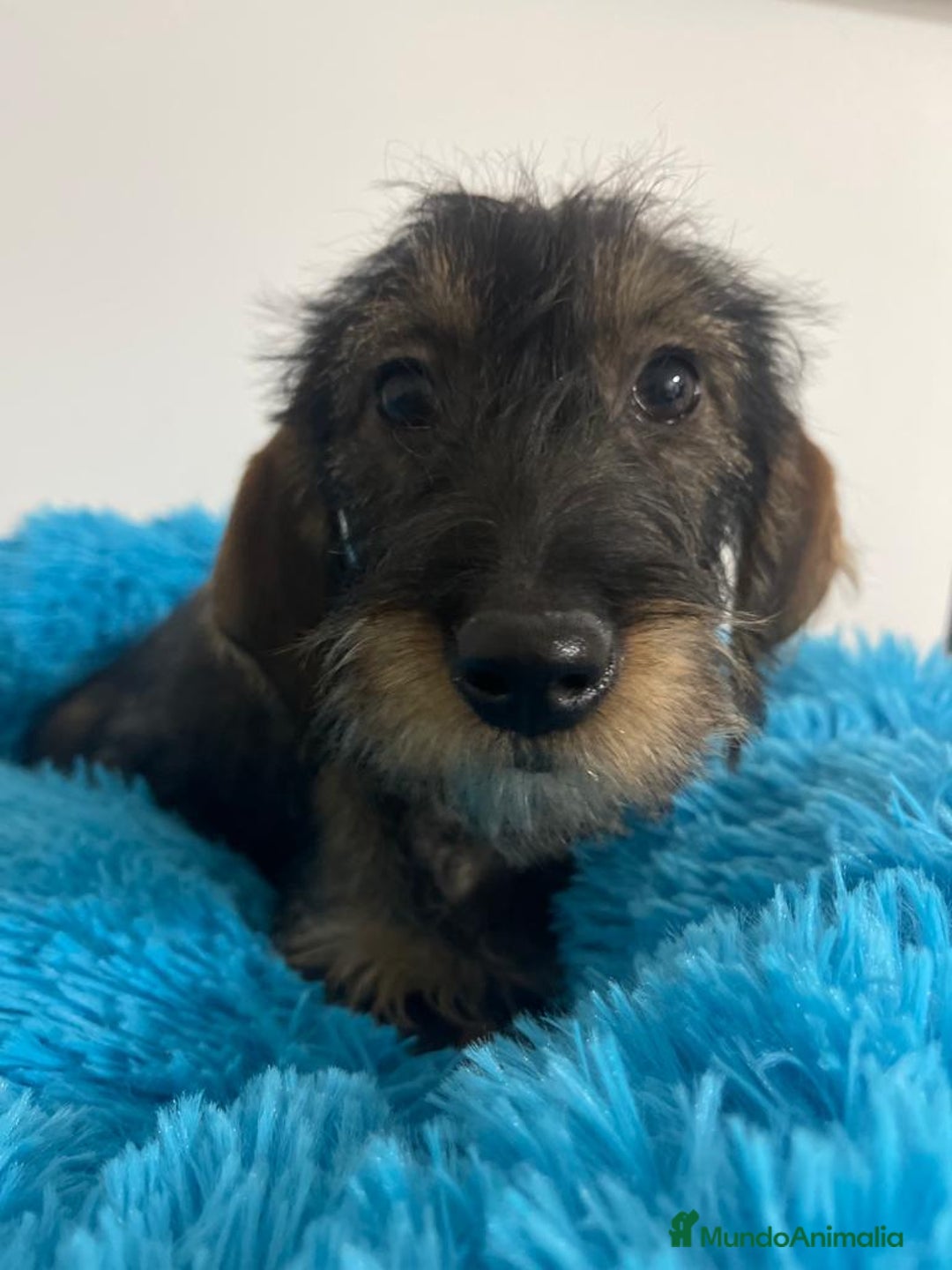 Teckel perros en venta: TECKEL - Imagen 1