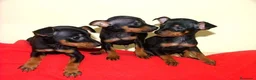 Pinscher Miniatura perros en venta: CACHORROS PINCHER MINIATURA AUTENTICOS  - Anuncio 3