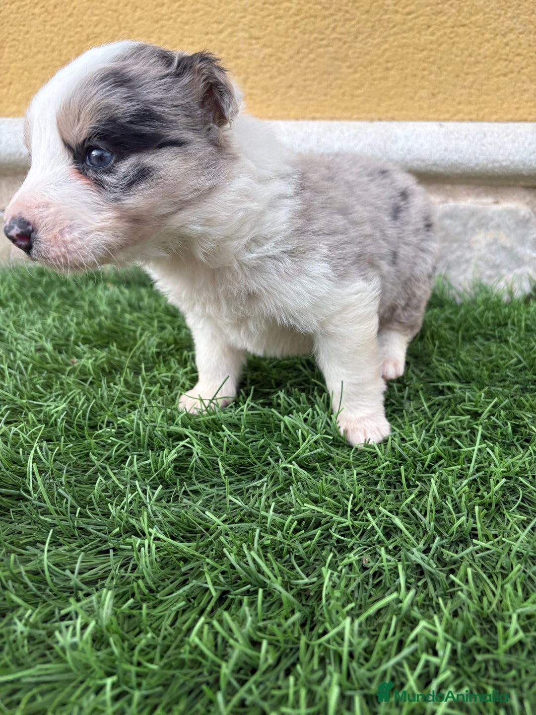 Border Collie perros en venta: Border Collie macho Merle precioso - Anuncio 9