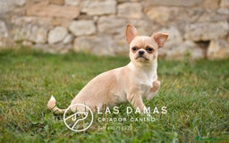 Chihuahua perros en venta: 🐾 Chihuahua autenticos con padres a la vista 🐾  - Imagen 3