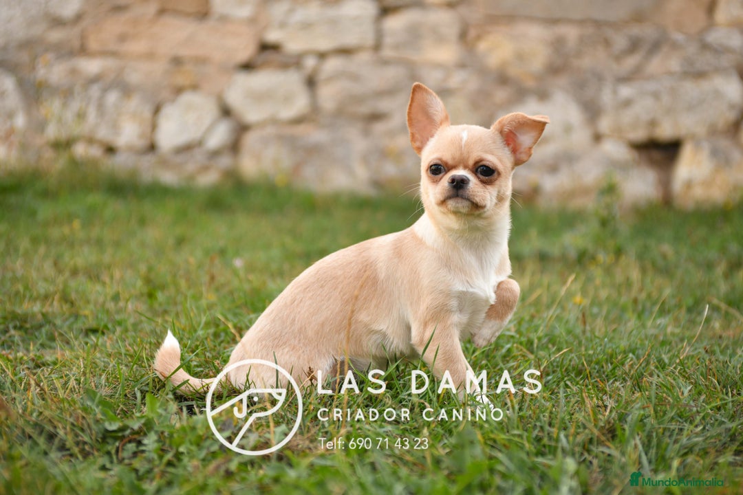 Chihuahua perros en venta: 🐾 Chihuahua autenticos con padres a la vista 🐾  - Imagen 3